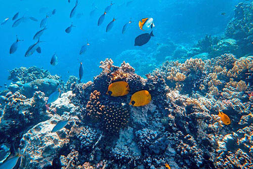 Snorkeling Packages